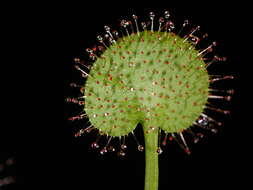 Image of Drosera prolifera C. T. White