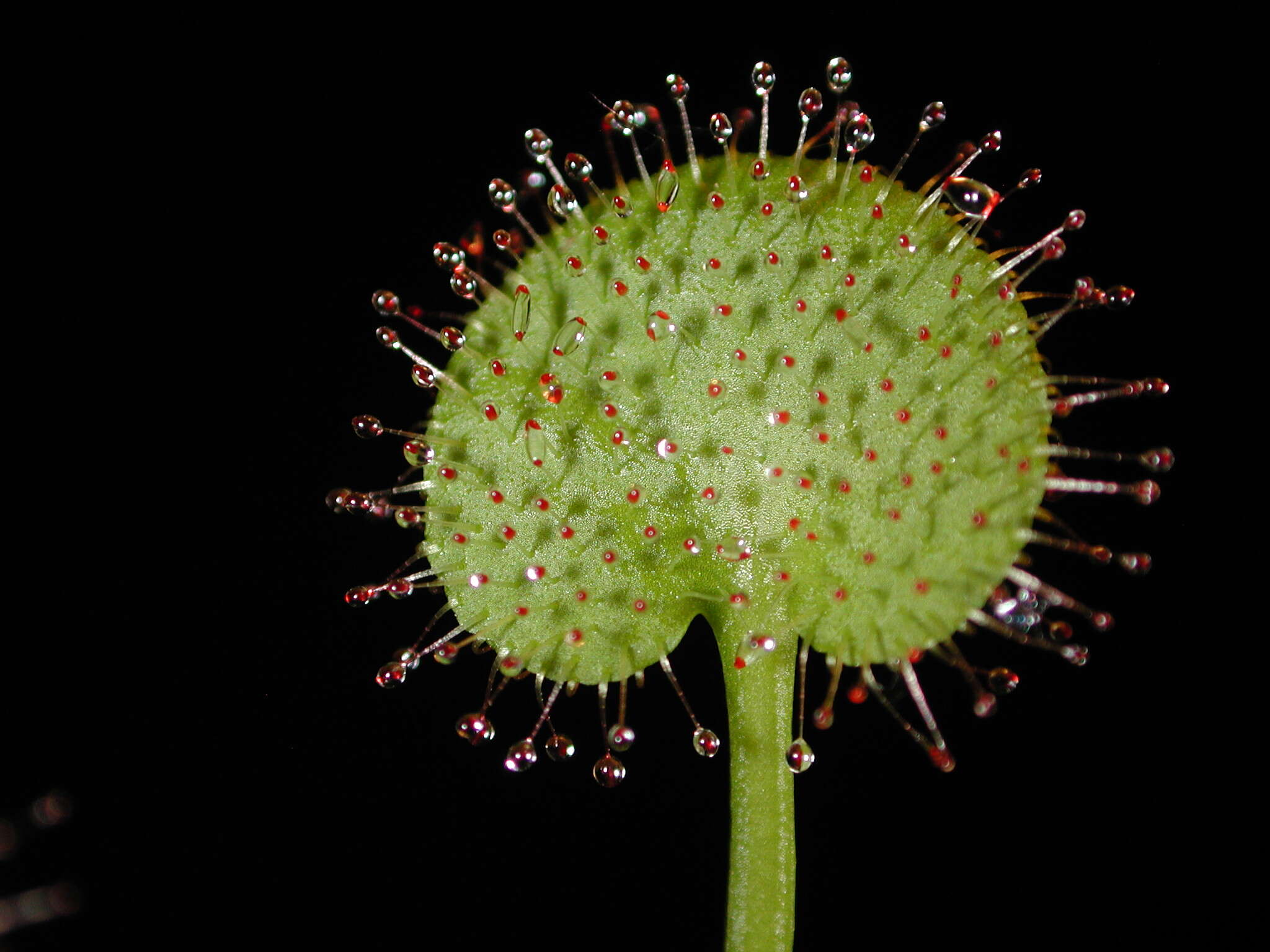 صورة Drosera prolifera C. T. White