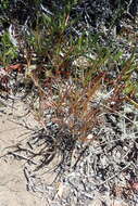 Image of Bulbine frutescens (L.) Willd.