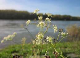 Imagem de Pimpinella saxifraga L.