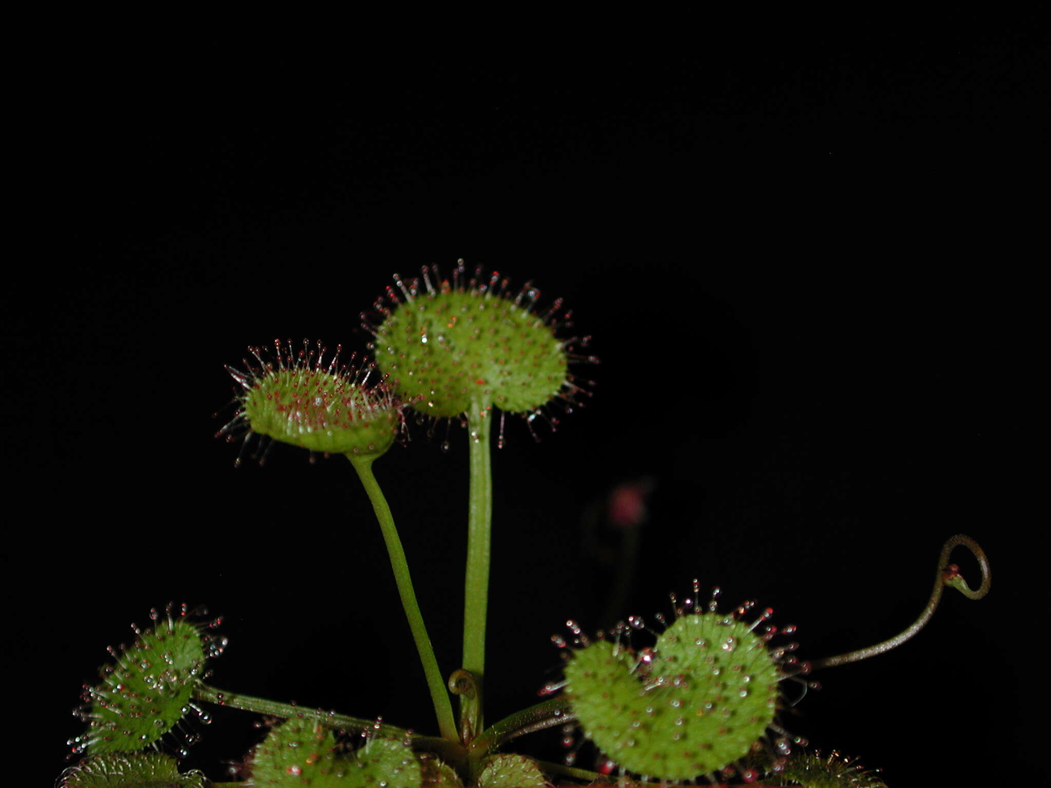 Image of Drosera prolifera C. T. White