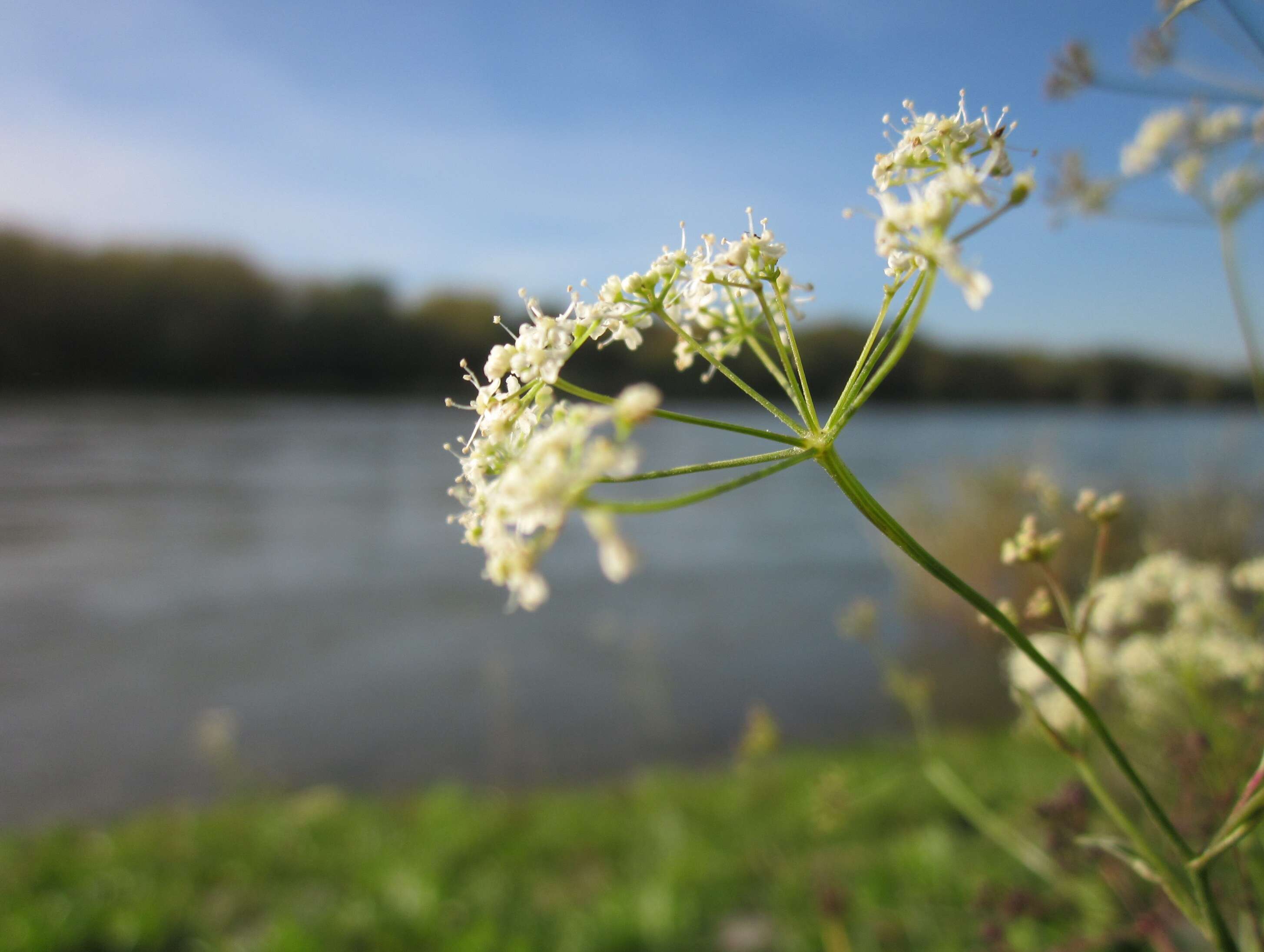 Image of burnet saxifrage