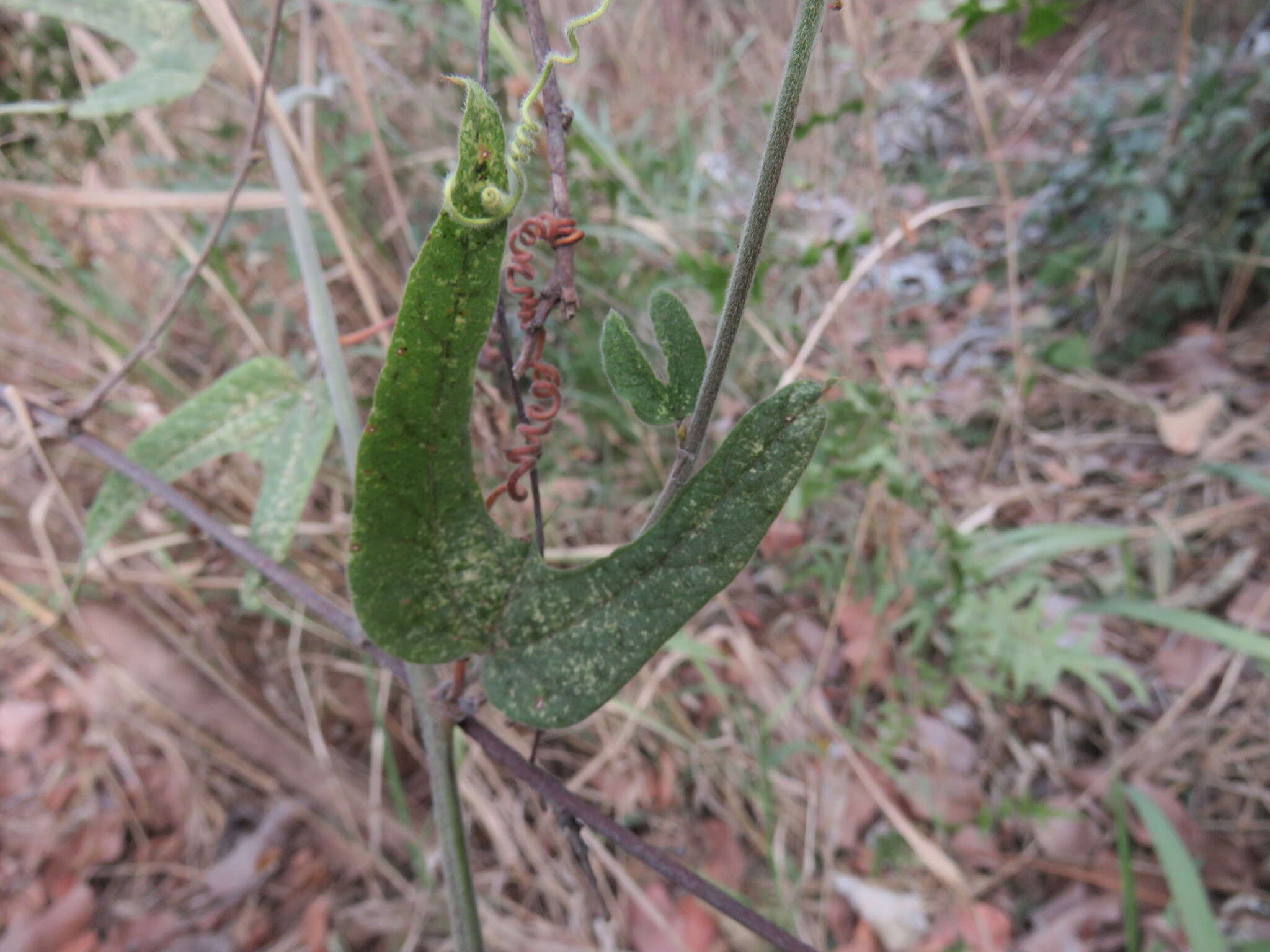 Image of Passiflora porphyretica Mast. ex J. D. Smith