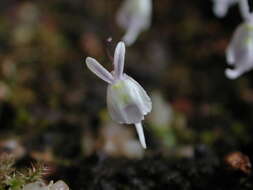 Image of Utricularia sandersonii Oliv.