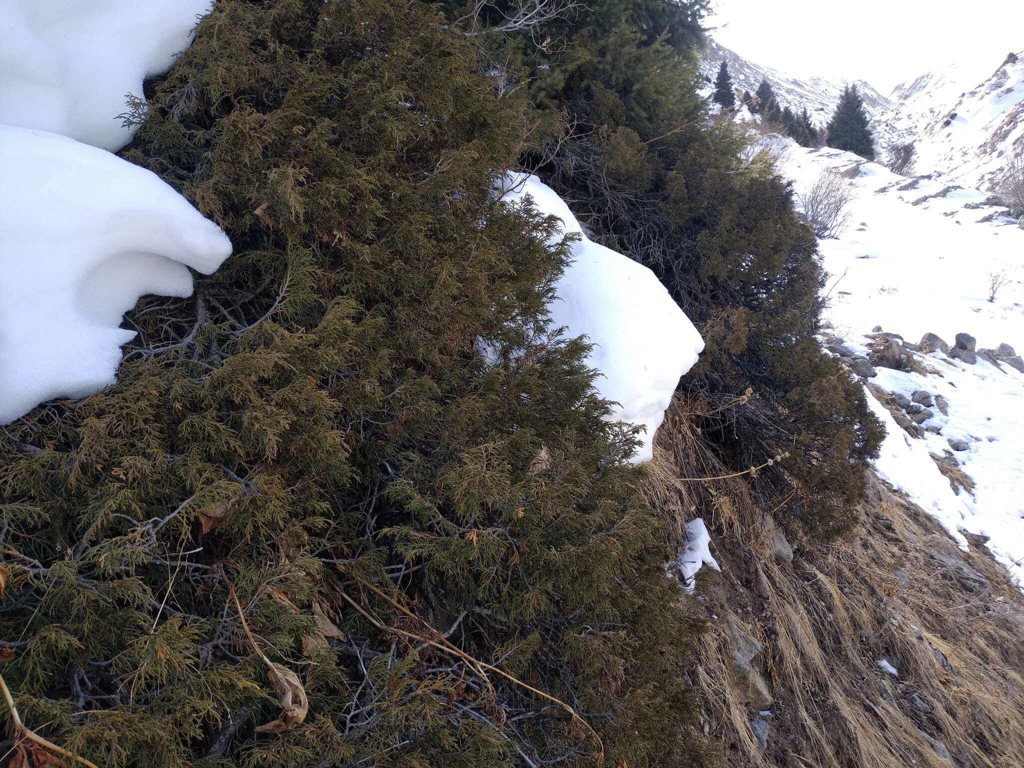 Plancia ëd Juniperus pseudosabina Fisch. & C. A. Mey.