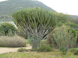 Imagem de Euphorbia ingens E. Mey. ex Boiss.