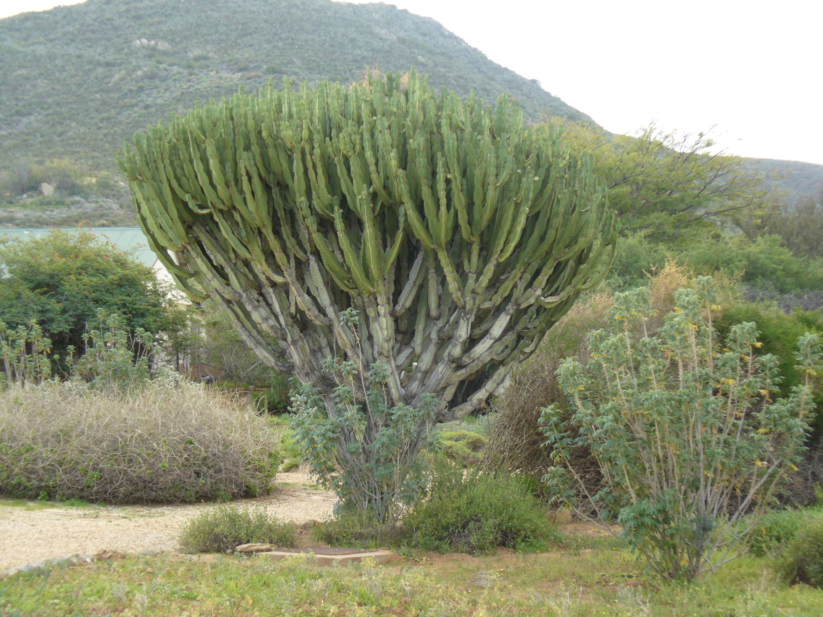 Imagem de Euphorbia ingens E. Mey. ex Boiss.