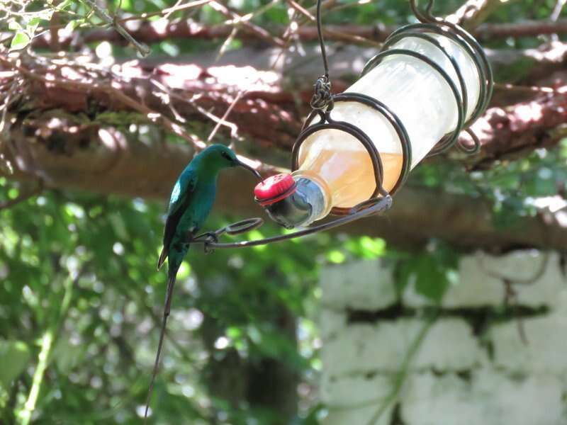 Nectarinia famosa famosa (Linnaeus 1766)的圖片