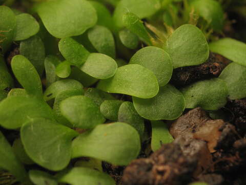 Image of Utricularia livida E. Mey.