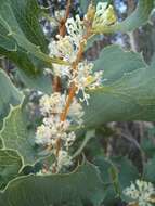 Слика од Hakea undulata R. Br.