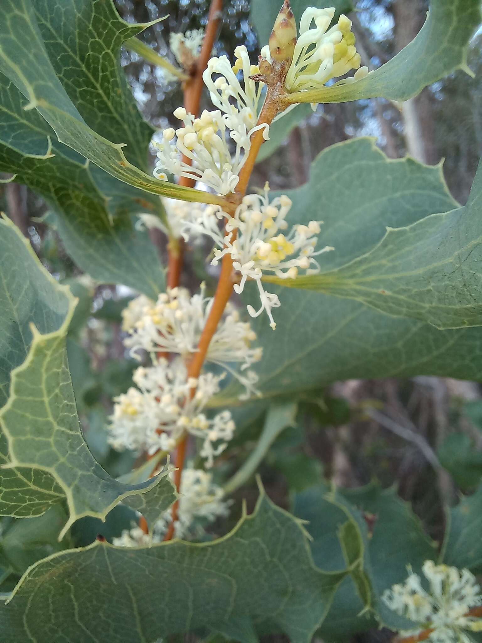 Image of Hakea undulata R. Br.