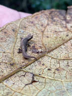 Image of Mount d'Ambre Leaf Chameleon