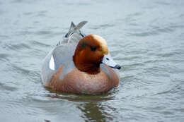 Image of Eurasian Wigeon