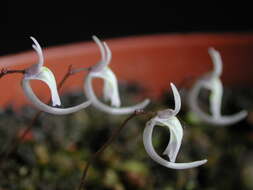 Image of Utricularia sandersonii Oliv.