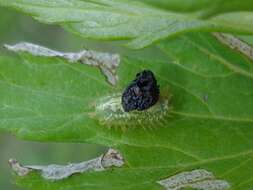 Image of Cassida (Odontionycha) viridis Linnaeus 1758