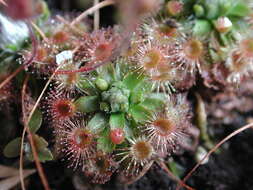 Image de Drosera pulchella Lehm.