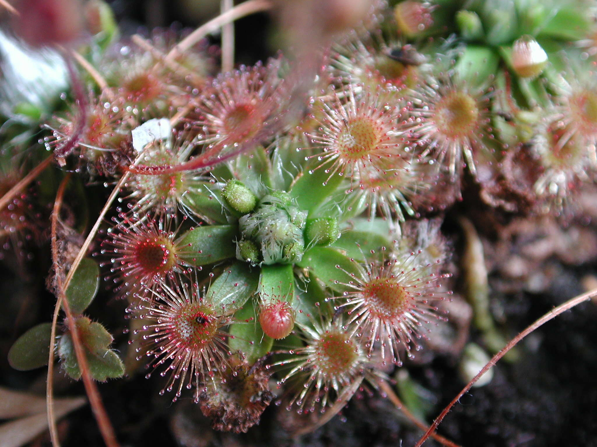 Image de Drosera pulchella Lehm.