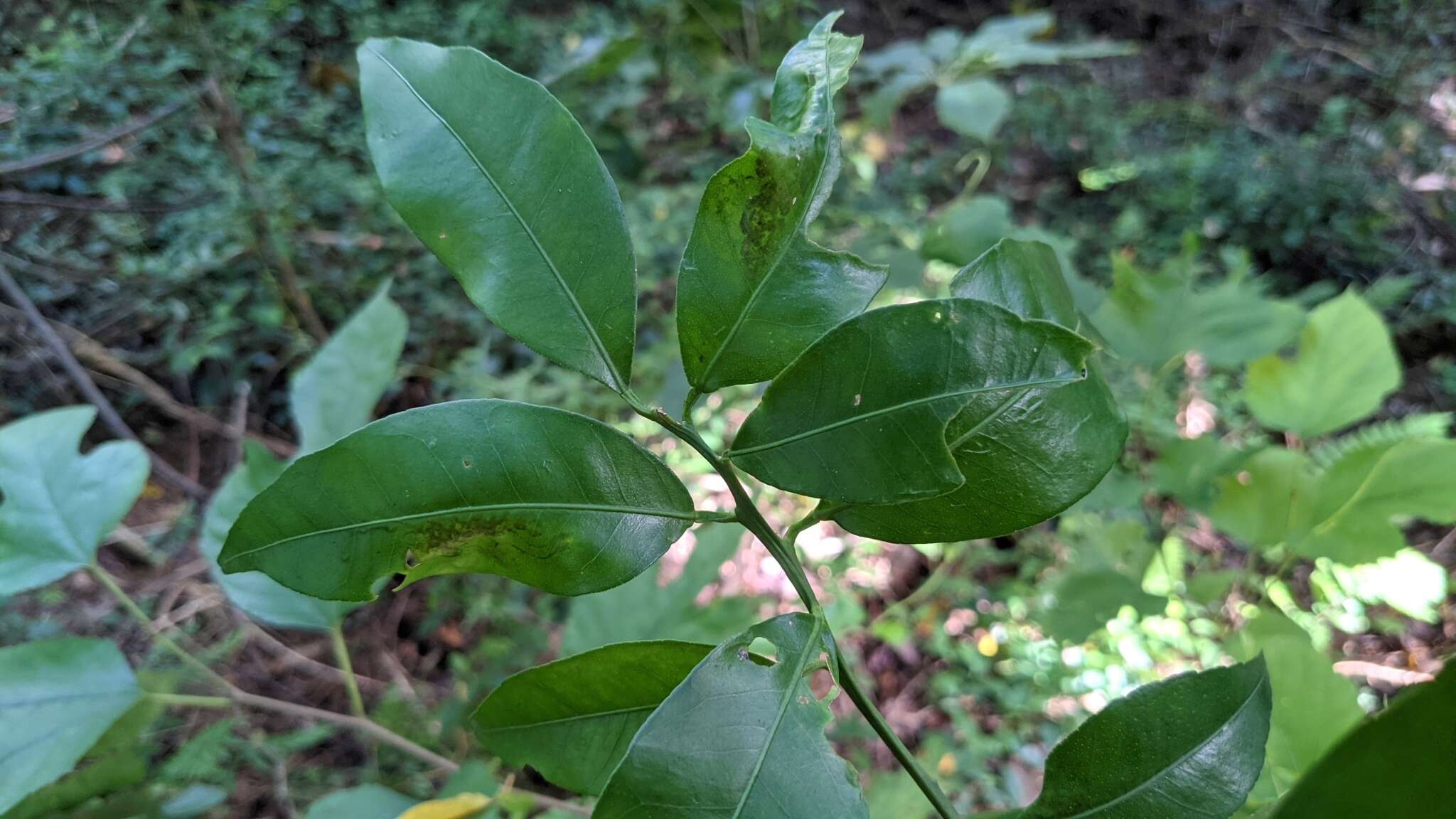 Image of tangerine