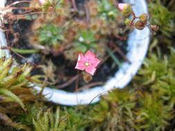 Image de Drosera pulchella Lehm.