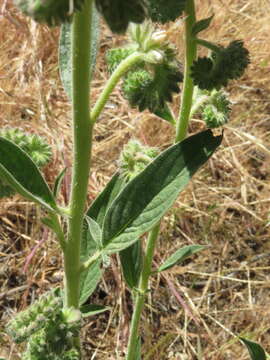 Image of imbricate phacelia