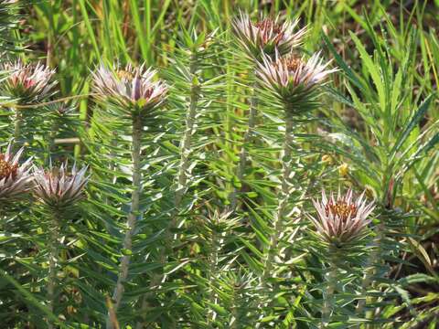 Image of Macledium zeyheri subsp. argyrophyllum (Oliv.) S. Ortiz