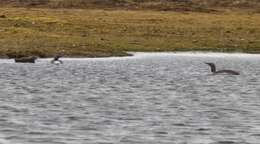 Image of Red-throated Diver