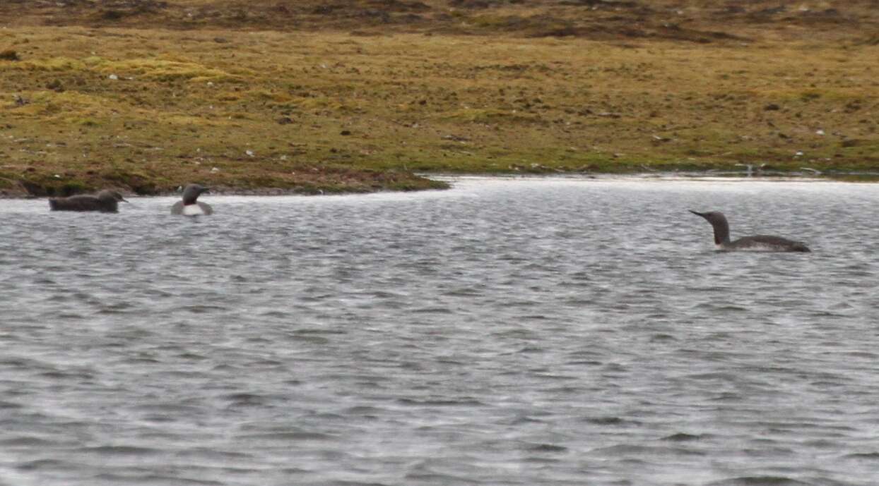 Image of Red-throated Diver