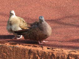 Image of Ruddy Ground Dove