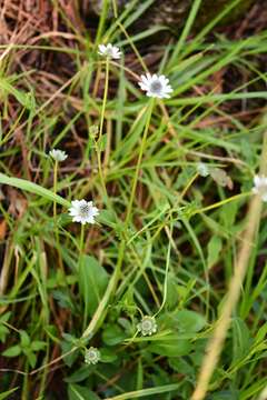 Image of Eryngium scaposum Turcz.