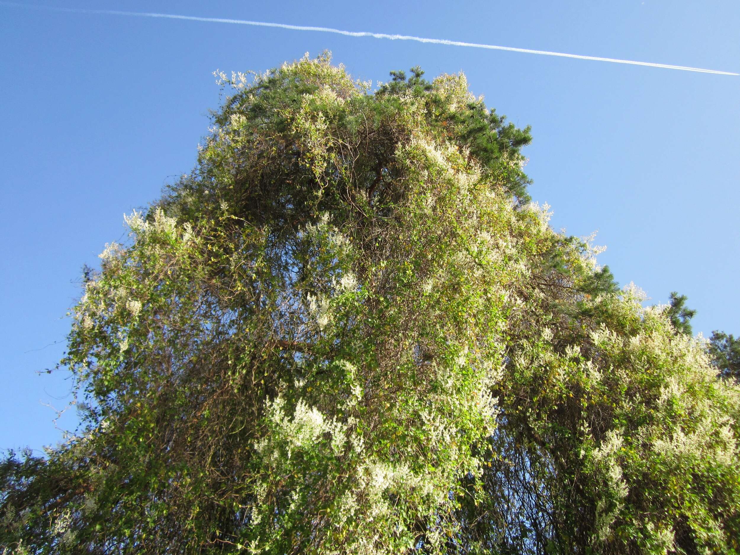 Image of Fallopia baldschuanica