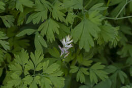 Image of Judean Fumitory