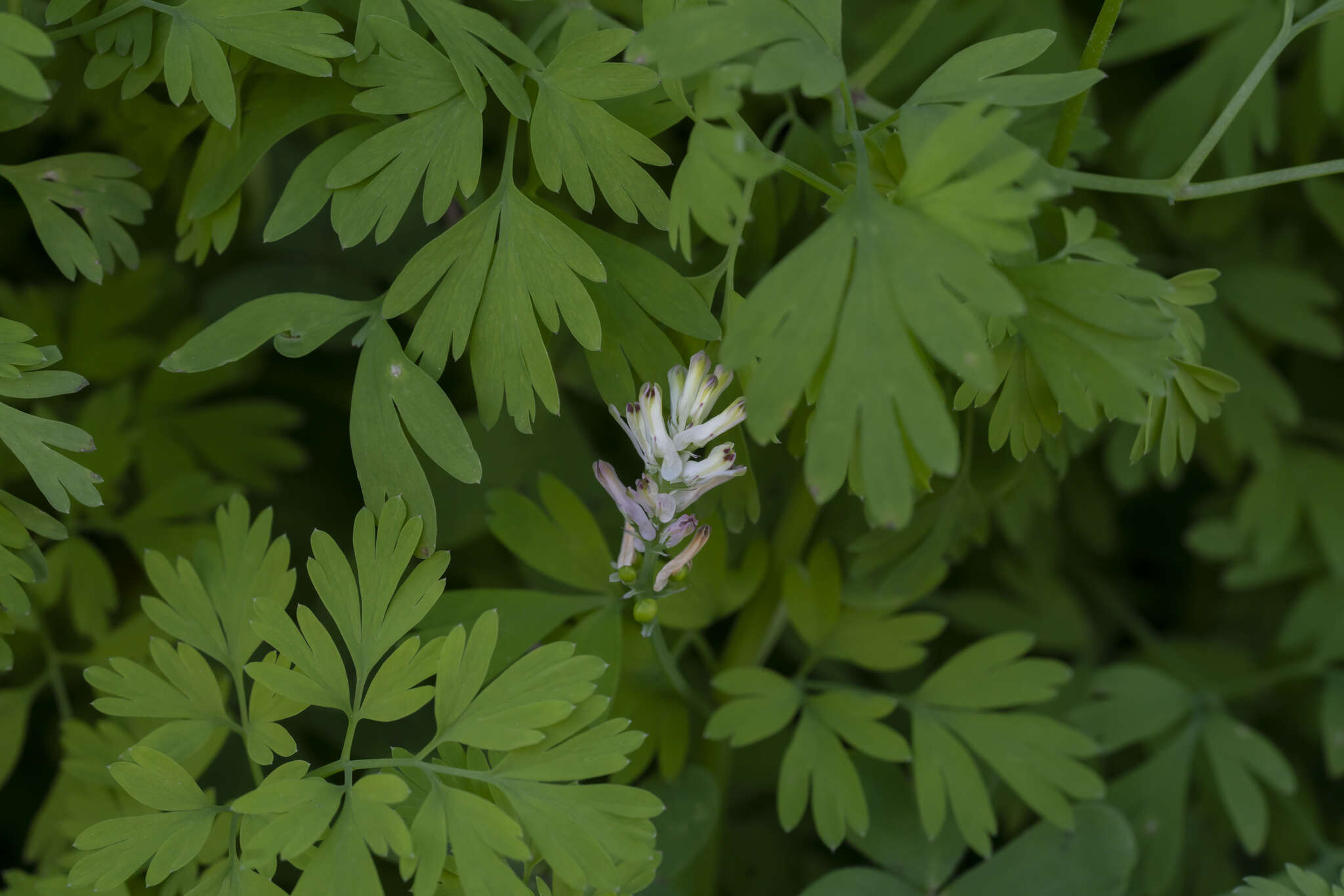 Image of Fumaria judaica subsp. judaica