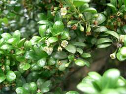 Image of Japanese holly