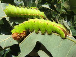 صورة Antheraea pernyi (Guérin-Méneville 1855)