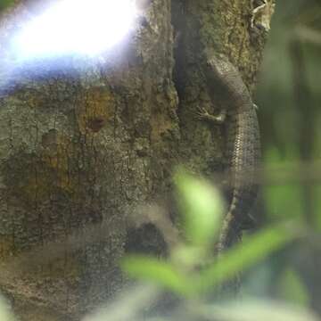 Image of Big Tree Skink