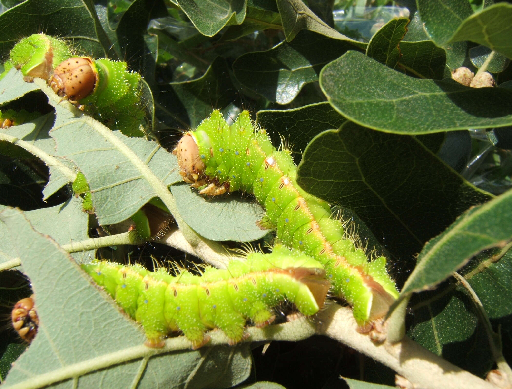 صورة Antheraea pernyi (Guérin-Méneville 1855)