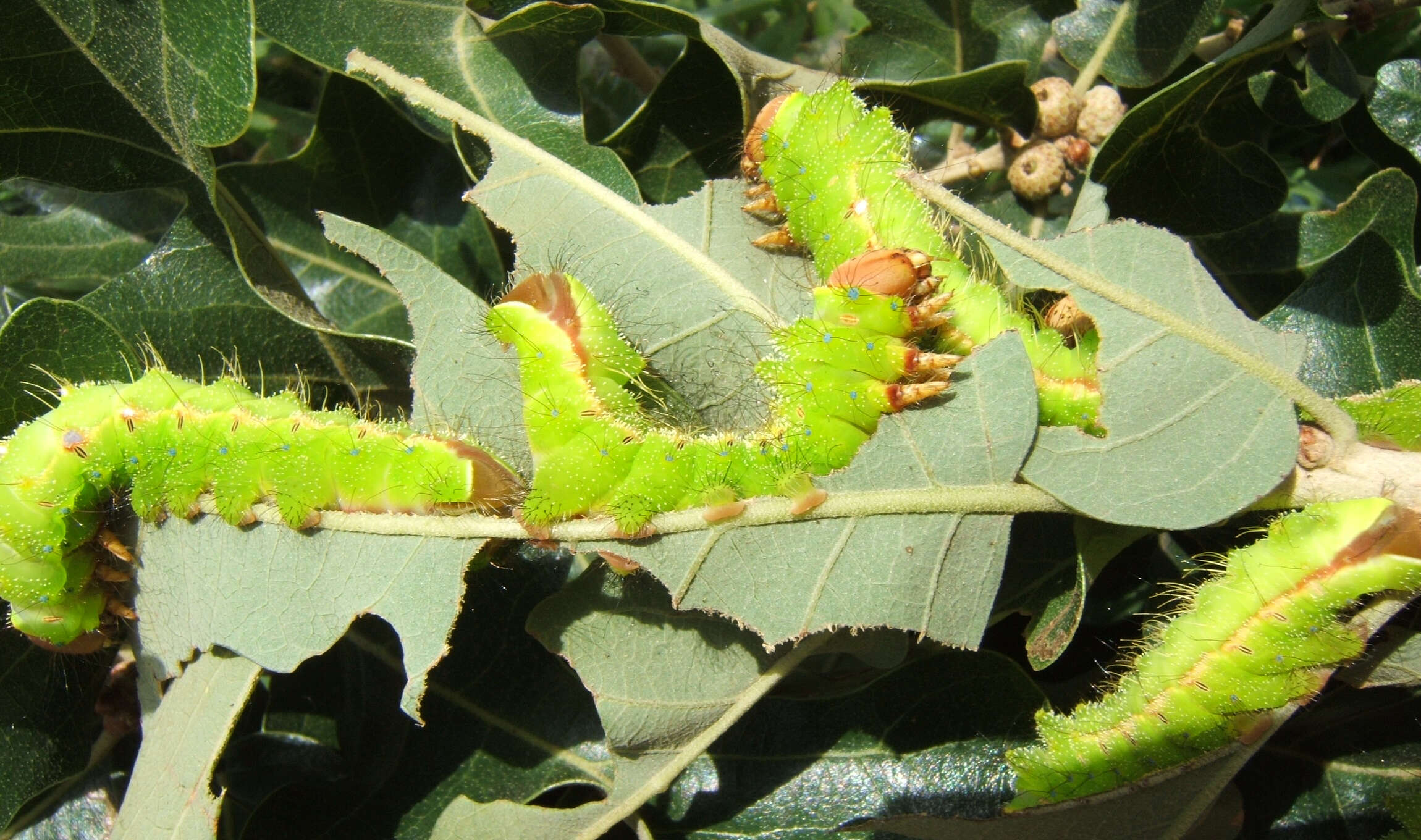 صورة Antheraea pernyi (Guérin-Méneville 1855)