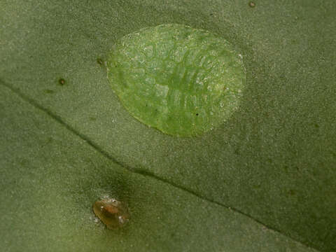 Image of Ctenochiton paraviridis Henderson & Hodgson