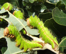 Antheraea pernyi (Guérin-Méneville 1855) resmi