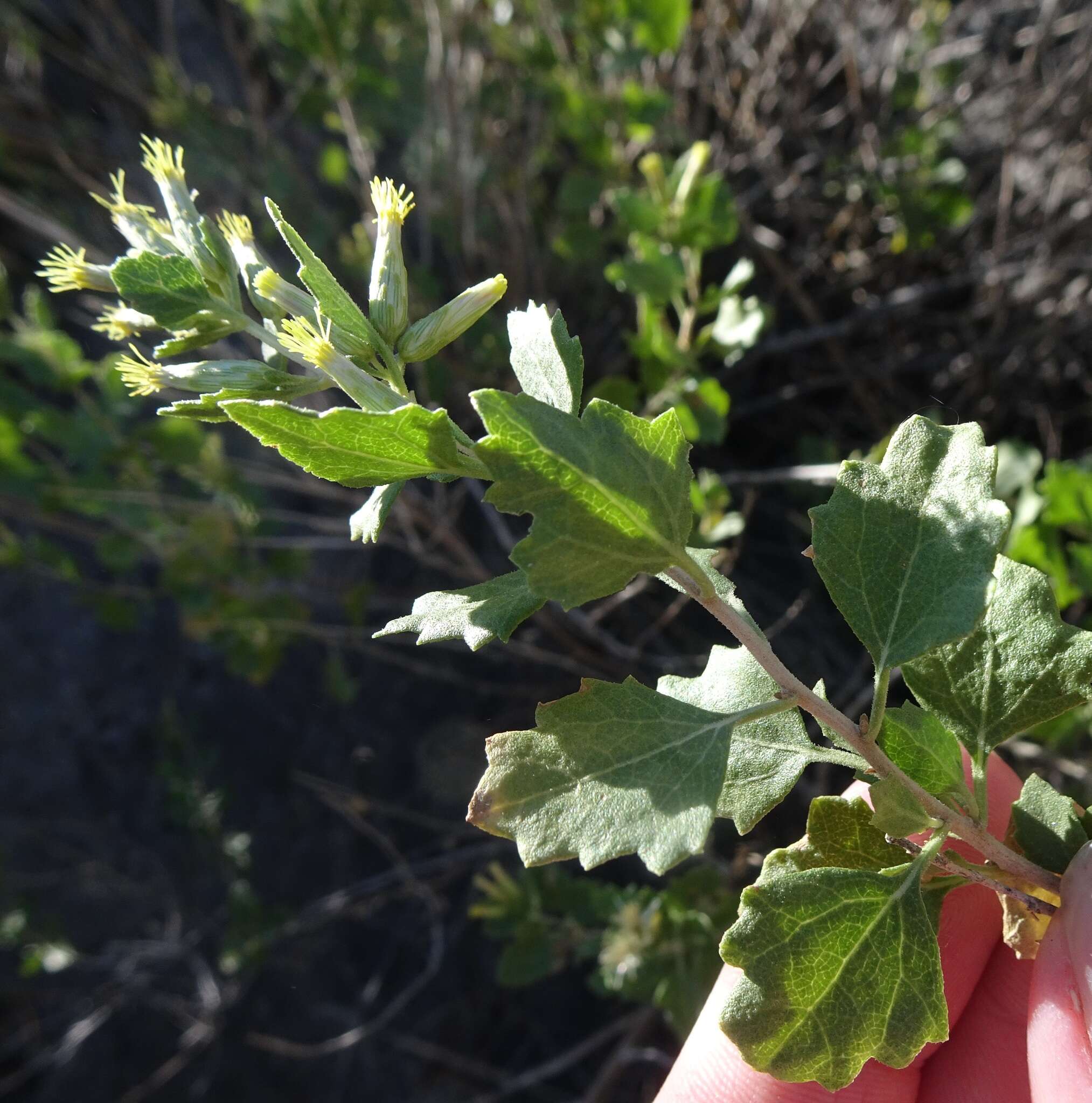 Imagem de Brickellia baccharidea A. Gray