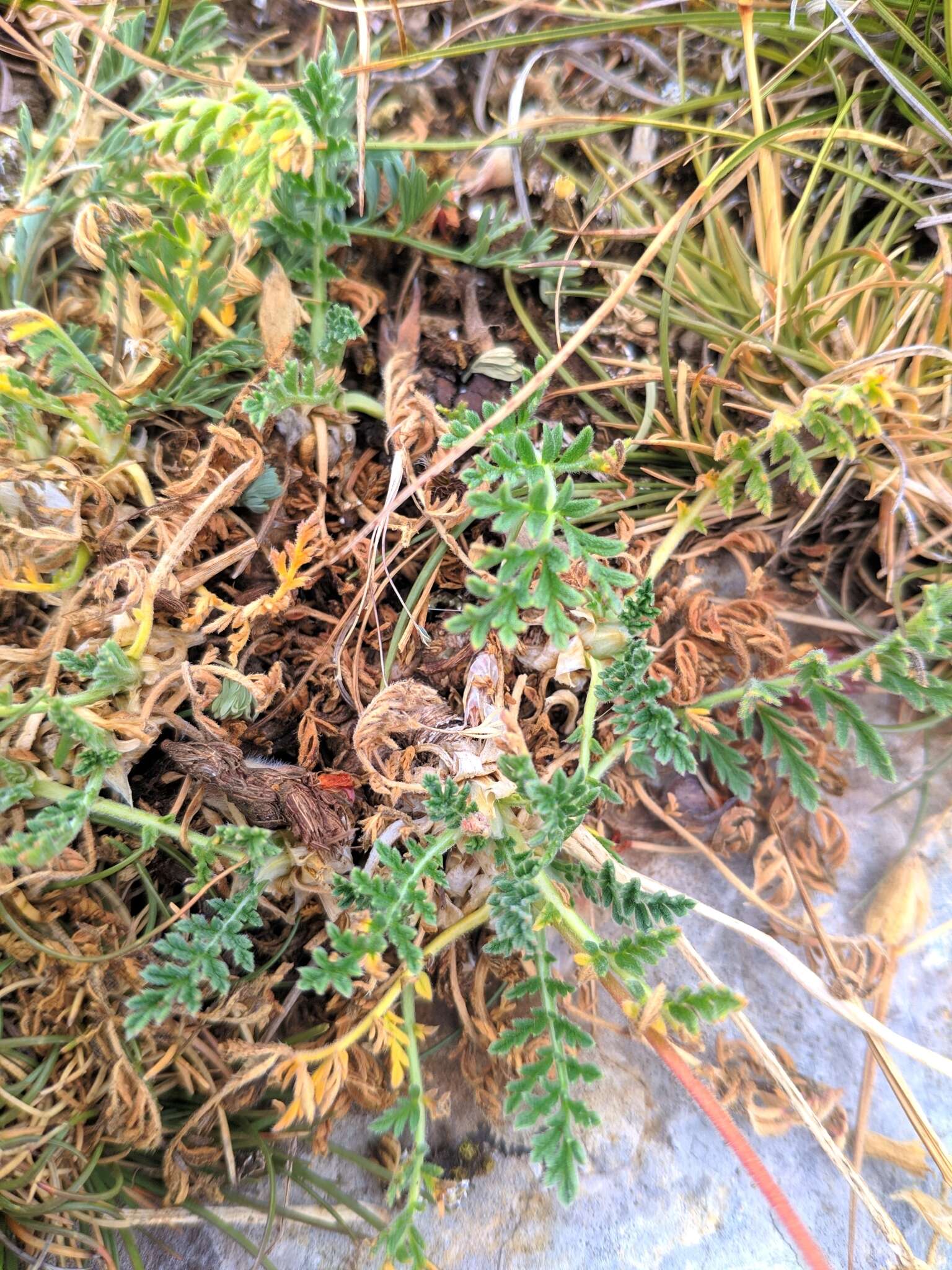 Imagem de Erodium daucoides Boiss.