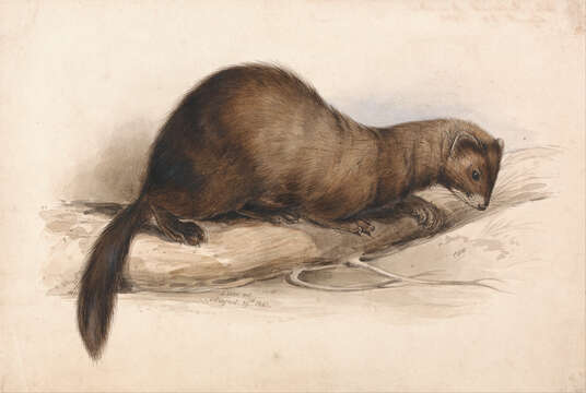 Image of European Mink