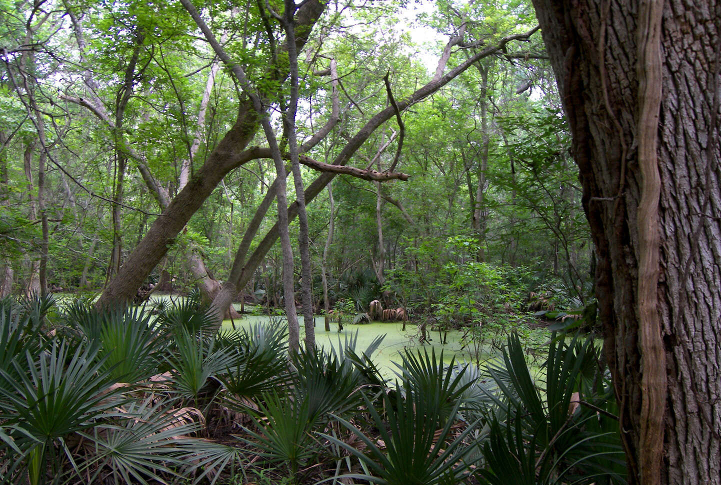 Image of dwarf palmetto