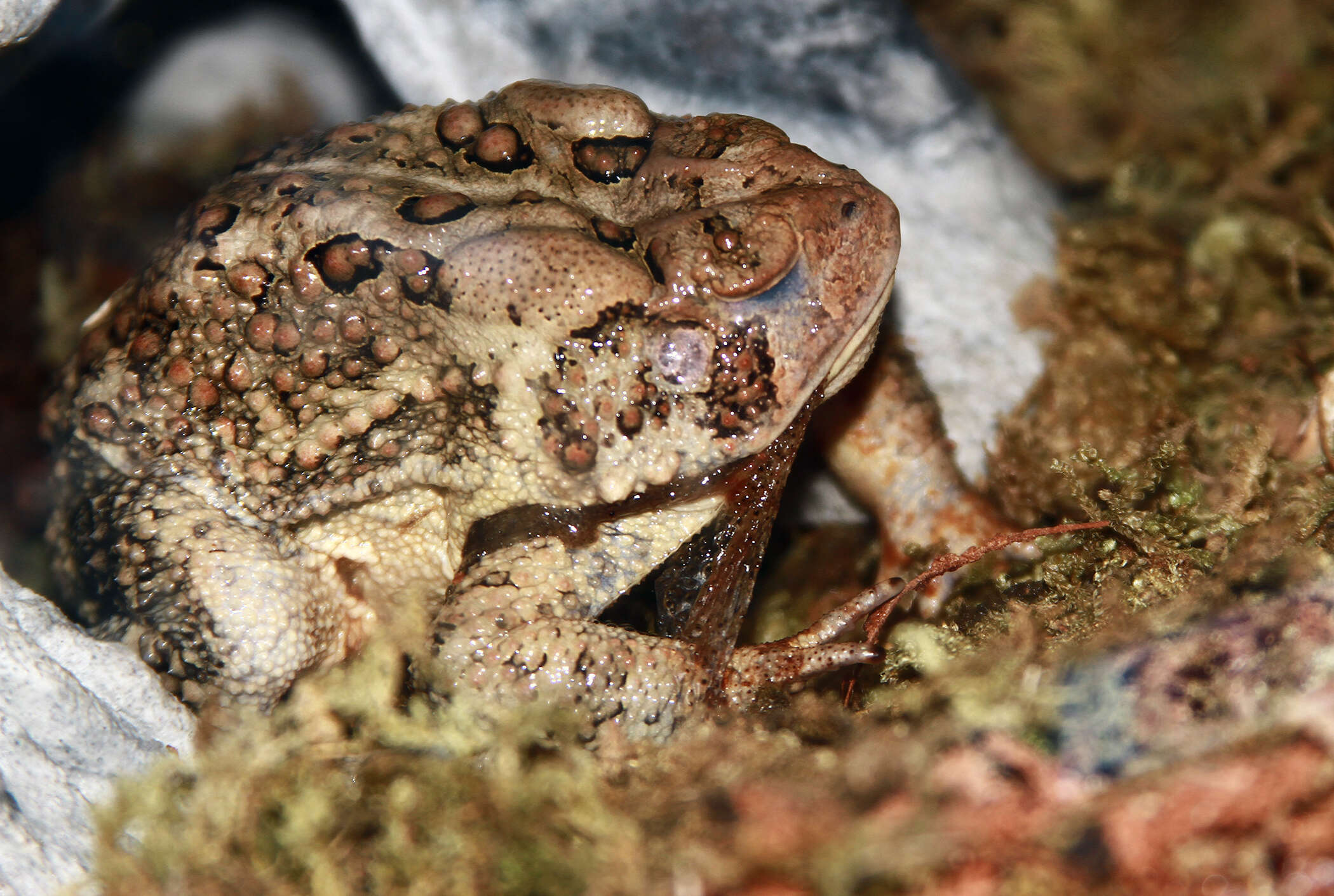 Image de Anaxyrus americanus (Holbrook 1836)