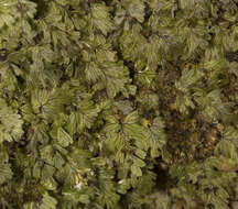 صورة Hymenophyllum peltatum (Poir.) Desv.