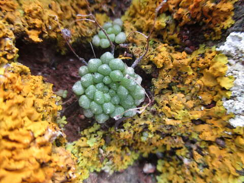 Image of Monanthes brachycaulos (Webb & Berth) Lowe