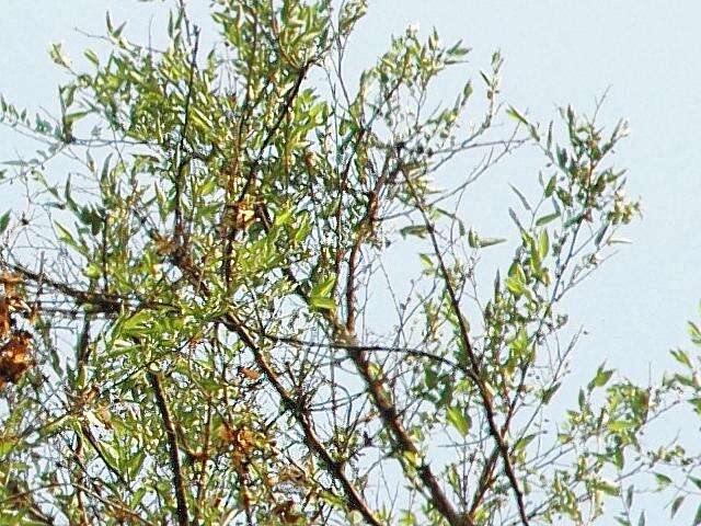 Celtis iguanaea (Jacq.) Sarg. resmi