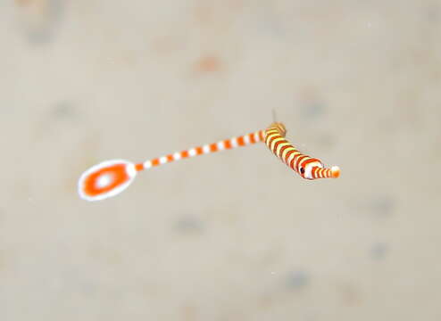 Image of banded pipefish