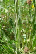 Image of Pilosella cymosa (L.) Sch. Bip., F. W. Schultz & Sch. Bip.