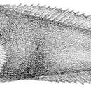 Image of Liparis antarcticus Putnam 1874